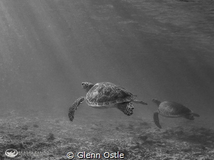 Two turtles taken on Grand Cayman by Glenn Ostle 